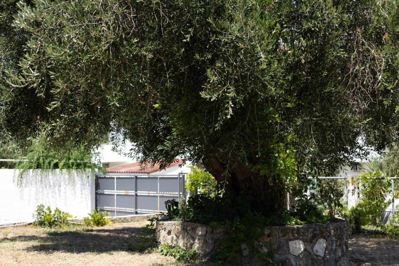 Apricus Domum Διαμέρισμα Κάτω Κορακιάνα Εξωτερικό φωτογραφία